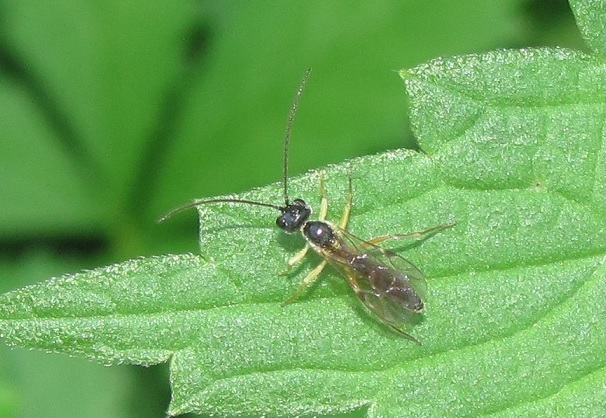 Tenthredo sp.? No, Ichneumonidae.